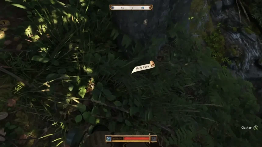 Where to Find Herb Paris in Kingdom Come: Deliverance 2