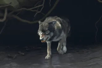 How to Summon the Wolf in Ghost of Yotei